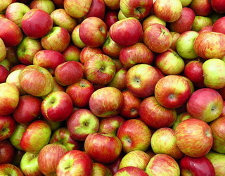 У сховища з РГС яблука  закладають в оптимальній стадії стиглості